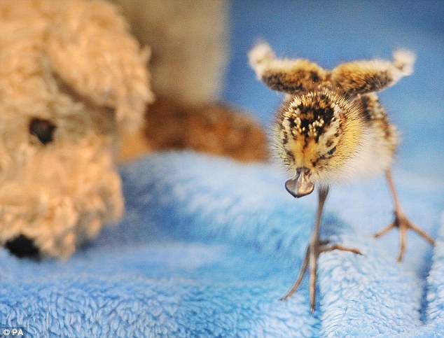 ��Σ�������״���Ӣ�������ɹ�