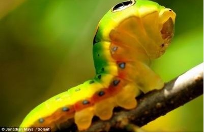 �����ȵ�ëë�� ����ëë��αװ�ɿֲ�С��