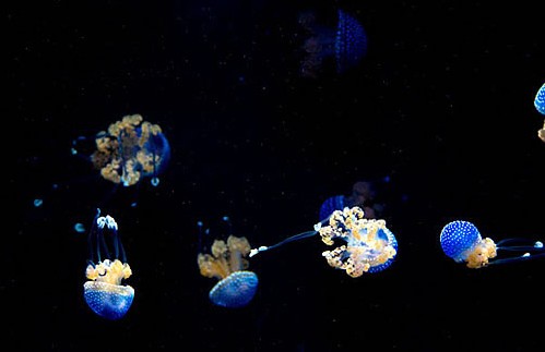 ����������������ɫ�ġ�Ģ����Сˮĸ��ͼ��