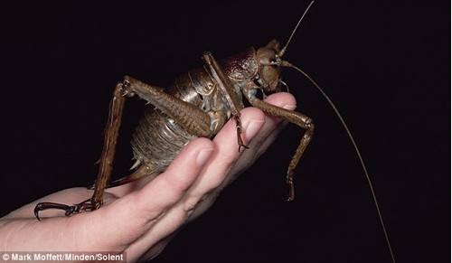 ��Ȥ���� �����ϵ�������Ｏ�ϣ�ͼ��