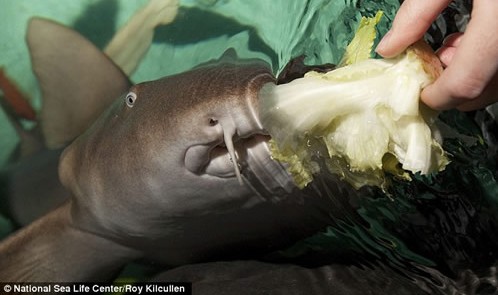 ������˵����� �����һ�������� ��ͼ��