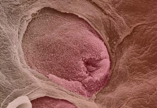 ���δ������������ͼƬ  ����ϸ��ͼ