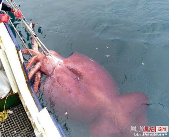 ������������� �������ޱ�_����Ȥ��