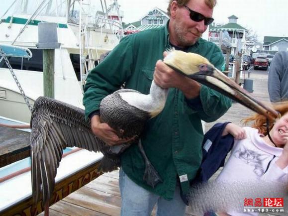 �̵㿴����Լ�е�ţ��ţͼ ��ЦͼƬ